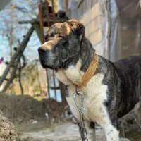 واگذاری سگ خراسانی|سگ|شفت, |دیوار