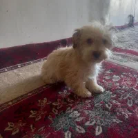 فروش سگ آپارتمانی بسیار آرام وشیرین