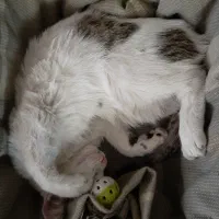 واگذاری رایگان به سرپرست متعهد