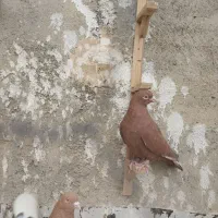 کفتر