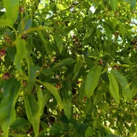 800m زمین کشاورزی