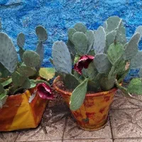 کاکاتوس غول پیکر و حوض آب