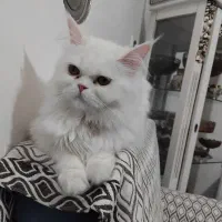 گربه پرشین