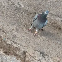 دوبر ماده|پرنده|اردبیل, |دیوار