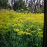 شویدخشک