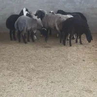 بره نر گوسفند