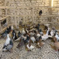 پرنده سرای امیر خیابان سنتوبارجدید شیرازرسید