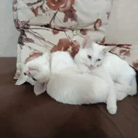 گربه خانگی|گربه|یزد, |دیوار