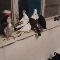 هفت تا کفتر درشت و زیبا|پرنده|قروه, |دیوار