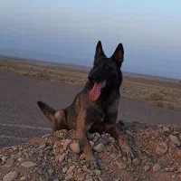 سگ مالینویز نر|سگ|رفسنجان, |دیوار