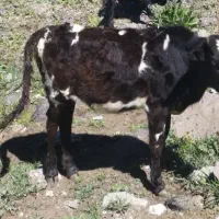 یدونه ورزا یدونه جنکا با تلم