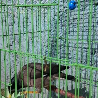 مینا رام سخنگو|پرنده|تهران, تهرانپارس جنوبی|دیوار