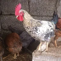 فروش مرغ و خروس