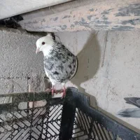 طوقی الماسی نر