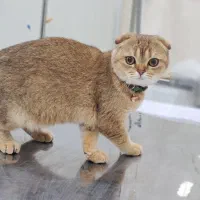 فروش گربه نروماده