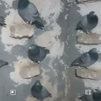 پلاکی|پرنده|بروجرد, |دیوار