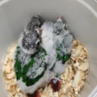 جوجه گرینچیک