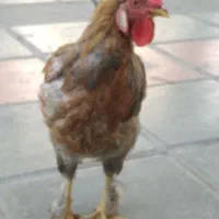 خروس محلی