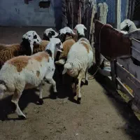 7راس توقلی ماده زیر قوچی پلنگی|حیوانات مزرعه|سیمین شهر, |دیوار