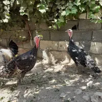 ۳ عددبوقلمون برنز نر معاوضه با قناری ماده دارم|حیوانات مزرعه|رباط‌کریم, پرندک|دیوار