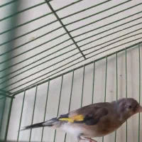 قناری،سقا،عروس هلندی، گرینچیک|پرنده|کرمان, |دیوار