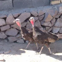 دو عدد بوقلمون ماده