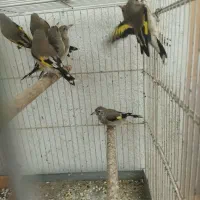 سهره|پرنده|شیراز, شریفآباد|دیوار