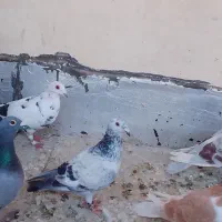 گمشده