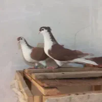 پرنده نآب