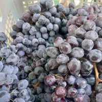 انگور سیاه سردشتی . انگور شیرازی