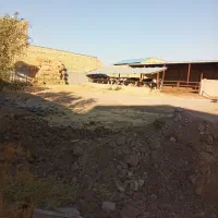 فروش یک واحد گاوداری|فروش دفتر صنعتی، کشاورزی، تجاری|دشتابی, |دیوار