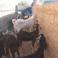 بز نر نژاد گلابی|حیوانات مزرعه|خاش, |دیوار