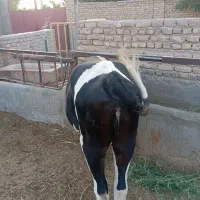 البسه سیمینتال