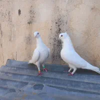سهره قناری