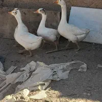 غاز|حیوانات مزرعه|خمینی‌شهر, |دیوار