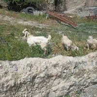 بزغاله نروماده دورگ گوش بلند