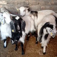 کولار یا بزغاله