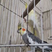جفت عروس هلندی