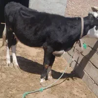 گوساله جنسدار