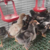 جوجه ویاندوت بلورد سیلور جی اس جی اورنج