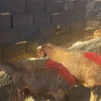 میش زاییده
