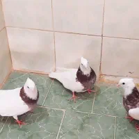 کبوتر|پرنده|شادگان, |دیوار