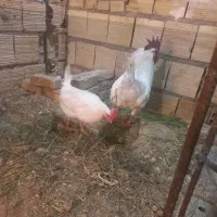 مرغ و خروس