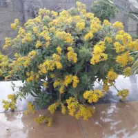 گلهای زیبا|گل و گیاه طبیعی|ماسال, |دیوار