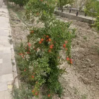 سیم کارت۹۱۴۱۰۰۰۱۶۵