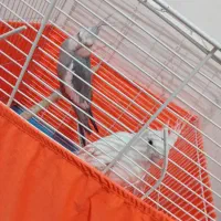 عروس هلندی وایت فیس،البینو،سینامون