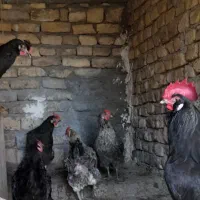 خروس مرندی و مرغ محلی