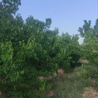 فروش باغ مغان پشت کارخانه قند