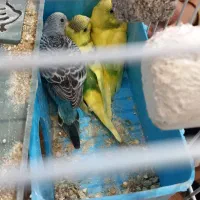 مرغ عشق آماده دستی