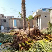 برش نخل قطع نخل در کل استان|خدمات باغبانی و درختکاری|برازجان, |دیوار